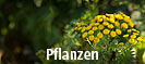 Link zur Galerie Pflanzen